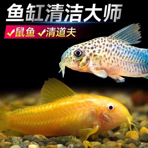 管家婆正版管家和清远一田地老鼠泛滥与清远老鼠鱼