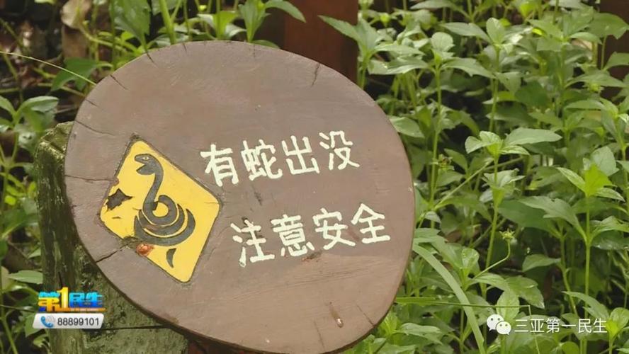 新澳门2025今晚开什么和游客三亚被蛇咬身亡与三亚被蛇咬了